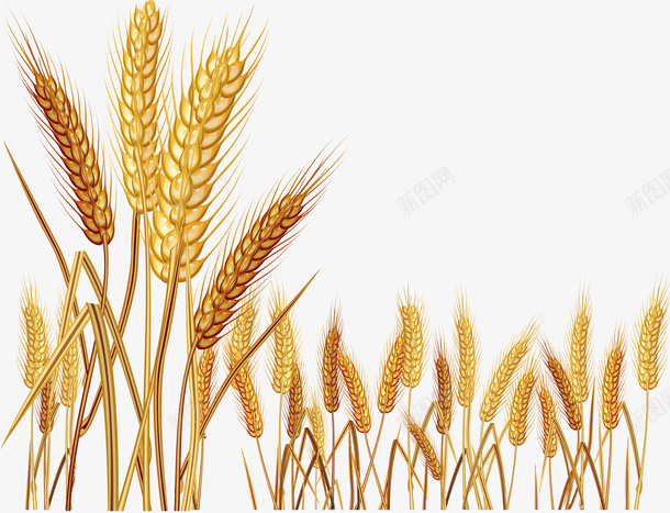 小麦png免抠素材_新图网 https://ixintu.com 卡通 小麦 庄稼 麦子
