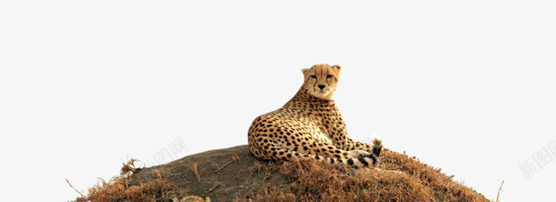 石头上躺着的豹子png免抠素材_新图网 https://ixintu.com 动物 豹子 野性 非洲