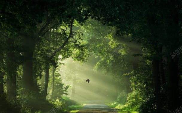 绿色树林间的阳光海报背景背景