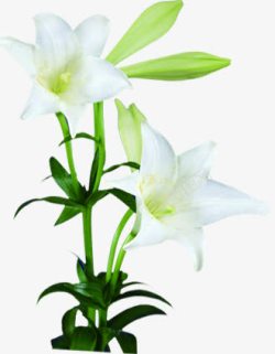 白色百合花效果植物素材