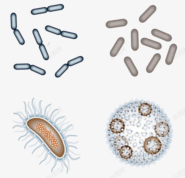 微生物png免抠素材_新图网 https://ixintu.com 大肠杆菌 显微镜 生殖 细菌