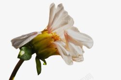 枯萎的花白色凋谢的小菊花高清图片