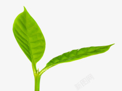 新叶绿色植物新芽高清图片