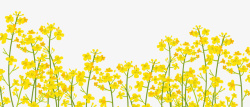 开春季卡通手绘春季油菜花背景高清图片