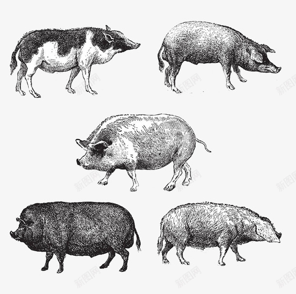 手绘不同种类的猪psd免抠素材_新图网 https://ixintu.com 不同种类的猪 动物 家畜 猪 花猪 野猪 黑毛猪