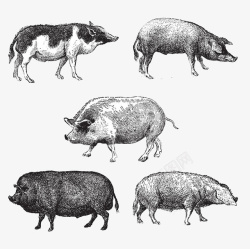 野猪手绘不同种类的猪高清图片