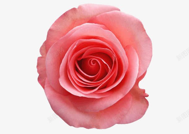一朵粉色玫瑰花植物png免抠素材_新图网 https://ixintu.com 一朵 植物 玫瑰花 粉色 素材