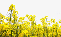 春季黄色小清新油菜花素材