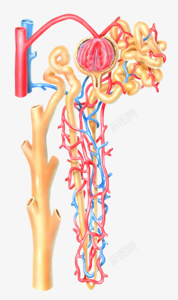血管动脉横断面插画血流血管医学插画高清图片
