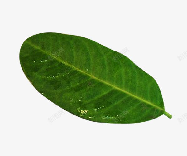 一片柠檬叶png免抠素材_新图网 https://ixintu.com 一片 一片叶子 柠檬叶 树叶 植物