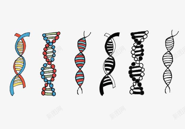 双螺旋系列psd免抠素材_新图网 https://ixintu.com DNA分子 双螺旋结构 基因结构