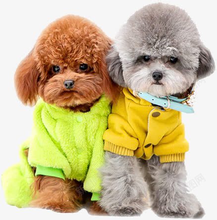 泰迪幼犬png免抠素材_新图网 https://ixintu.com 动物 宠物 玩具 装饰