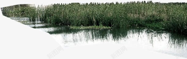 沼泽一角png免抠素材_新图网 https://ixintu.com 景色 水生植物 水边 沼泽