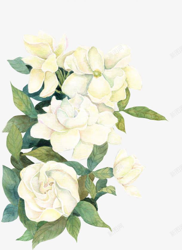 栀子花白色花朵装饰png免抠素材_新图网 https://ixintu.com 栀子花 白色 花朵 装饰
