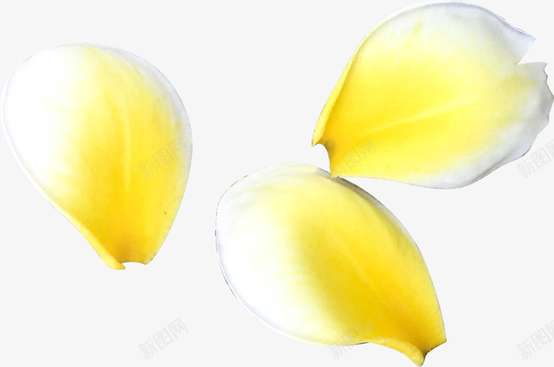 鸡蛋花的花瓣png免抠素材_新图网 https://ixintu.com 清新 自然 花朵 花瓣 鸡蛋花 黄色