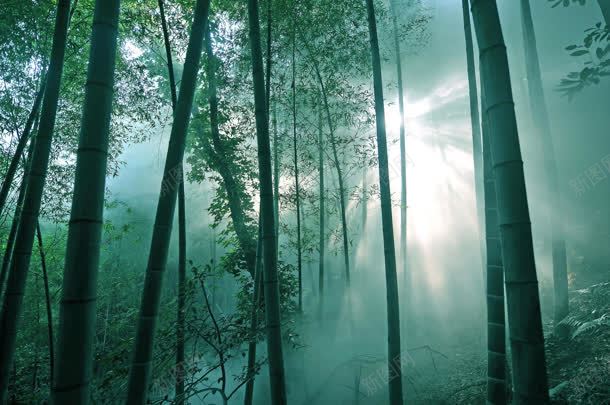 森林里的阳光刺眼jpg设计背景_新图网 https://ixintu.com 刺眼 森林 阳光