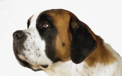 圣贝尔纳狗狗之圣贝尔纳高清图片