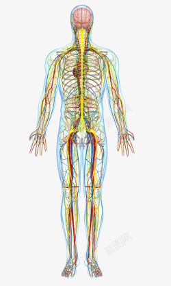 人形轮廓人体动静脉血管高清图片