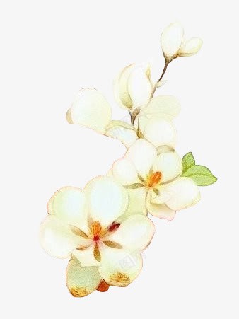 栀子花白色花朵装饰png免抠素材_新图网 https://ixintu.com 图片 栀子花 白色 花朵 装饰