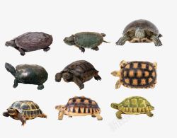 巴西龟9款乌龟高清图片