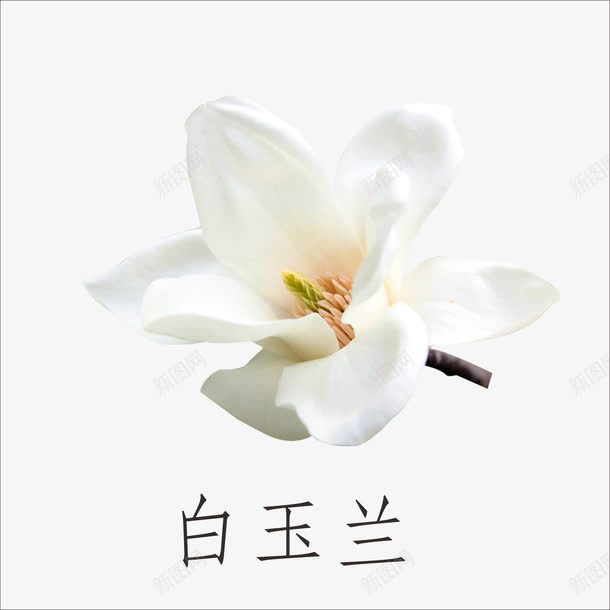 白玉兰png免抠素材_新图网 https://ixintu.com 小植物 鲜花