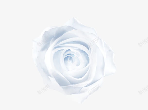 白色手绘玫瑰花png免抠素材_新图网 https://ixintu.com 手绘玫瑰花 白色