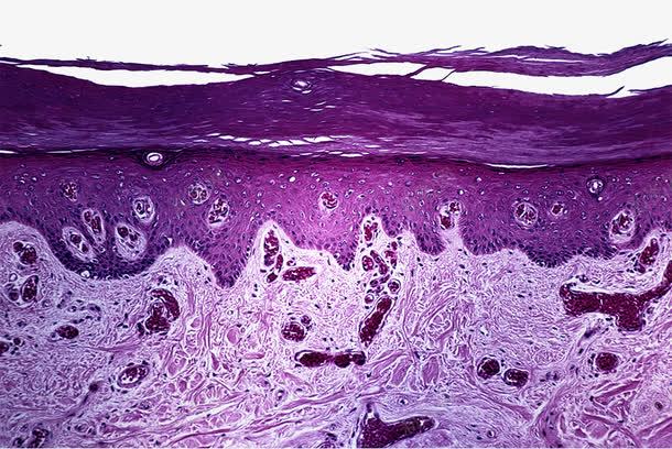 紫色皮层组织png免抠素材_新图网 https://ixintu.com 显微镜 活体细胞 生物学 皮肤结构