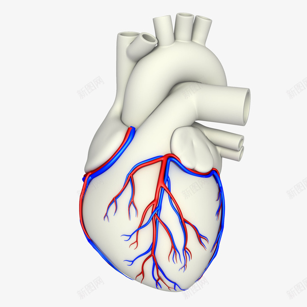 人体心脏动静脉血管分布png免抠素材_新图网 https://ixintu.com 人体经脉 人体结构 动物血管 叶脉 心血管系统 生物医学插图 脉管束