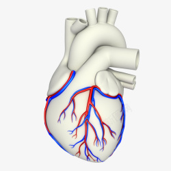 人体心脏动静脉血管分布素材