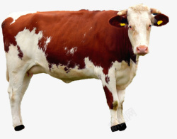 一头牛一头牛高清图片