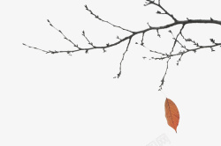 秋日树枝秋日萧条的树高清图片