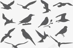 滑翔的鸟鸟的各种姿态高清图片