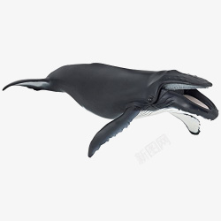 海洋科学一只可爱的黑色座头鲸插图高清图片