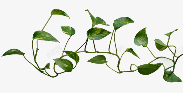 卡通绿箩植物绿叶png免抠素材_新图网 https://ixintu.com 手绘 植物 植物插图 简约 绿叶 绿箩 绿色的