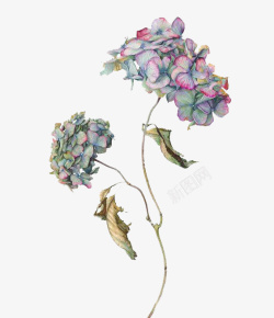 浅蓝紫花卉绘画素材