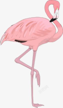 细长腿粉红色火烈鸟高清图片