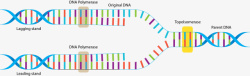 分子说明双螺旋细分DNA高清图片
