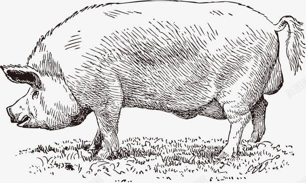 手绘猪png免抠素材_新图网 https://ixintu.com 农场 家畜 平面设计 庄园 手绘 插图 猪