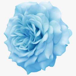 蓝色花朵牡丹花朵花朵素材