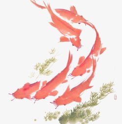 红色水草红色鲤鱼高清图片