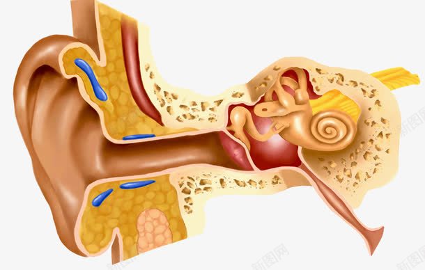人耳朵剖析图psd免抠素材_新图网 https://ixintu.com 人耳朵 医学 耳道 血管