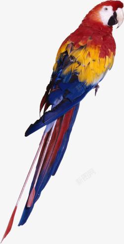 羽毛图形彩色鹦鹉高清图片