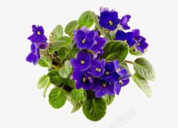非洲紫罗兰紫罗兰盆栽高清图片