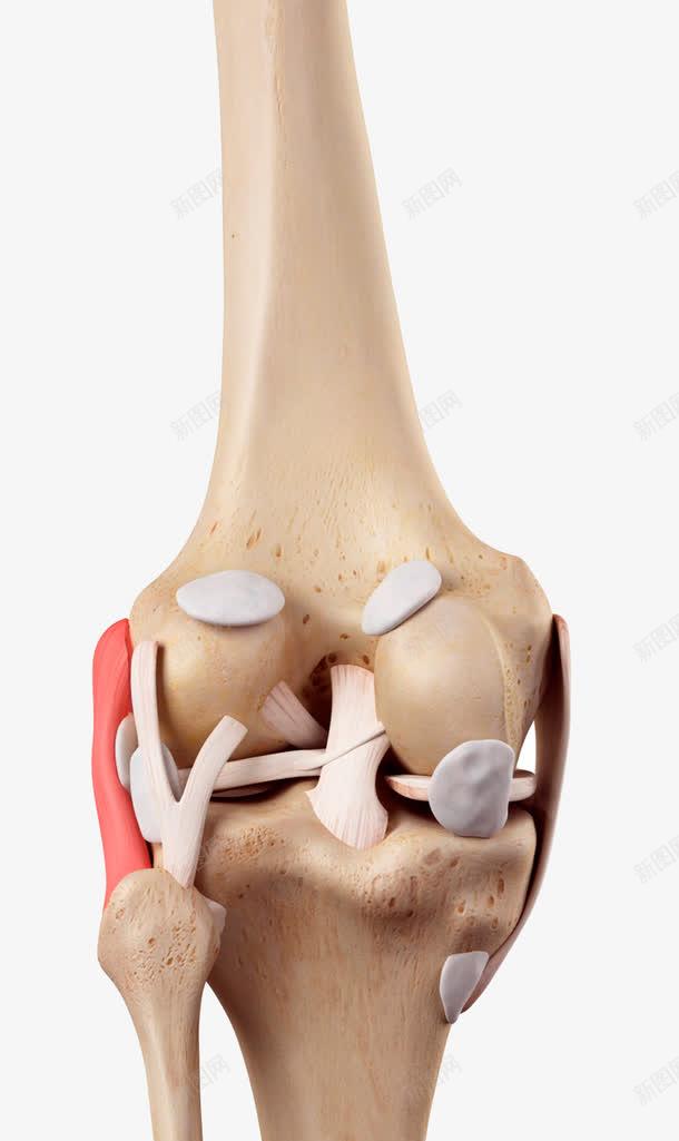 人体膝关节模型png免抠素材_新图网 https://ixintu.com 人体结构 医学 模型 膝盖 血管
