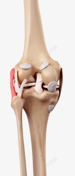 人体膝关节模型素材