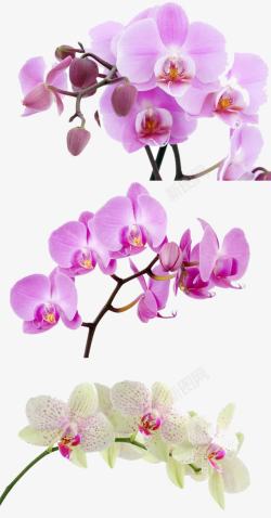 黑紫色果实蝴蝶兰高清图片