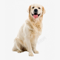 吐舌头小狗卡通吐舌头的小狗高清图片