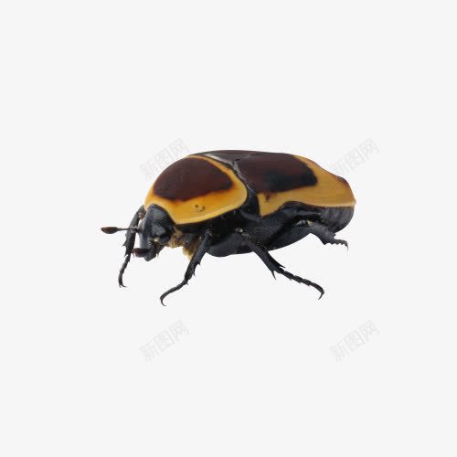 昆虫甲虫png免抠素材_新图网 https://ixintu.com 昆虫图片 甲壳虫 甲虫 甲虫图片