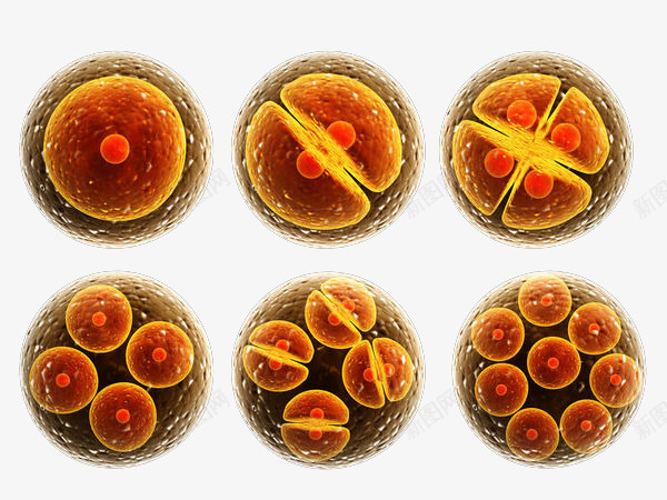真核细胞png免抠素材_新图网 https://ixintu.com 3D 医疗 卵膜 基因 真核细胞免抠PNG 细胞