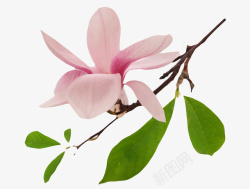 分支下载粉红色香味分支带绿叶的玉兰花瓣高清图片
